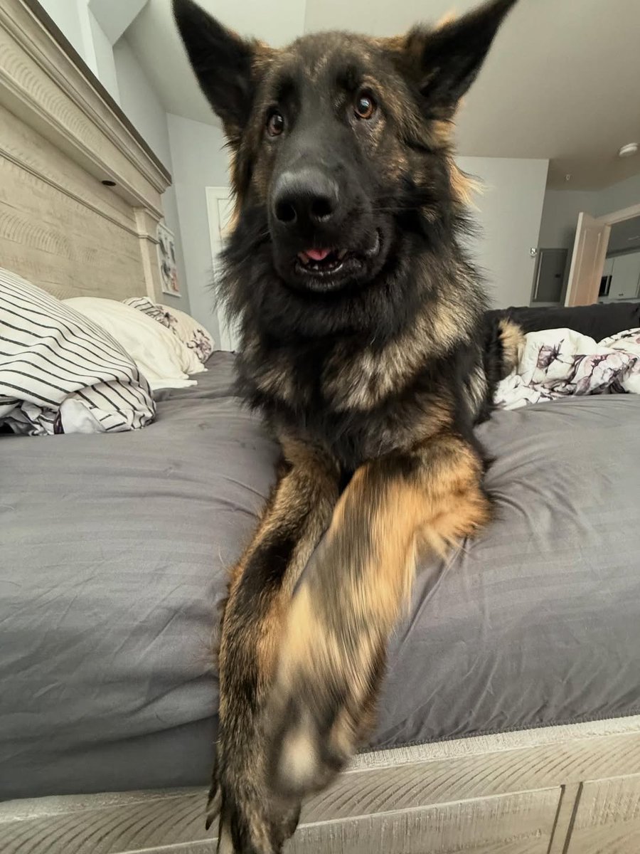 JamieFairc29036's tweet photo. Lol that face! 🥰❤️🤭
#ShepherdJoyful #GSDFriends #ShepherdGoals #TrainingDay #HerdingDogs #GermanShepherdusaloverrr https://t.co/1QKch7J2Pm