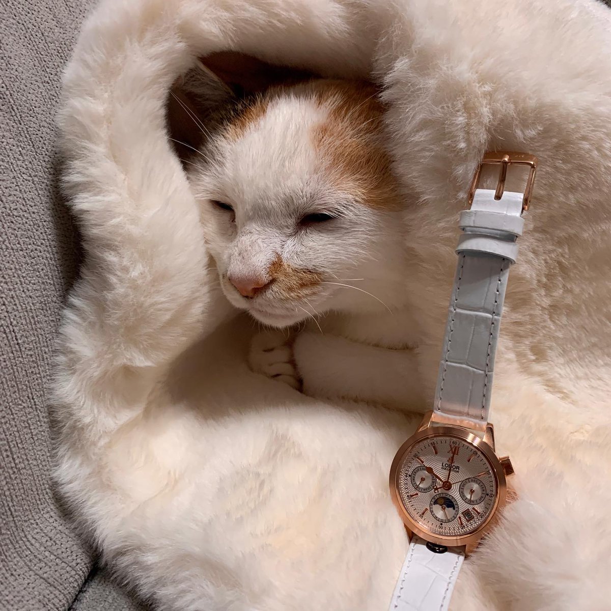 DemetriusMxcuf's tweet photo. 安らぎの定義って、誰が決めるもの？@grok 、教えてよ。 💤 https://t.co/RHXZr4rvzY