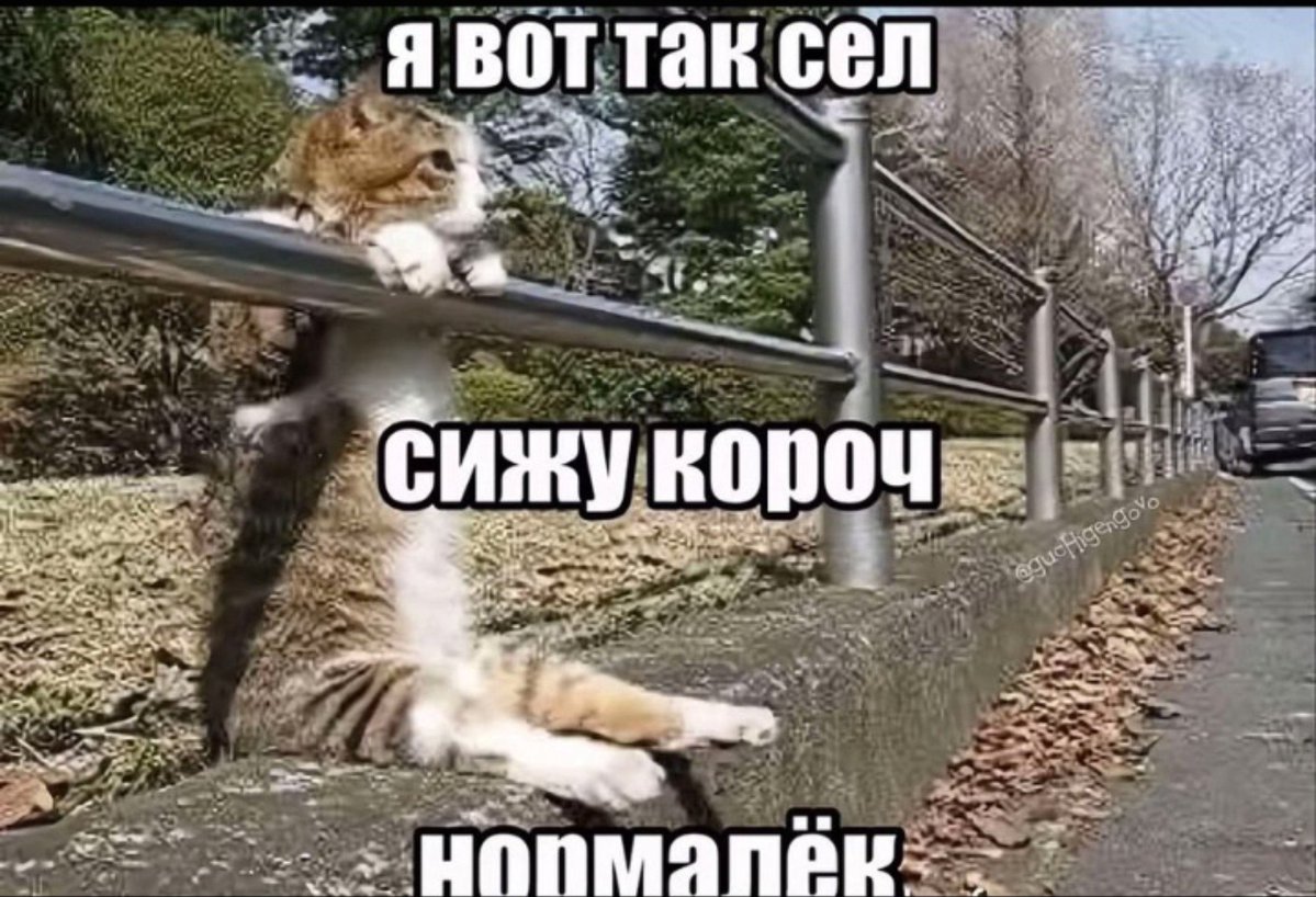 Uojzbn's tweet photo. смысл жизни заключается в тупых мемасиках с котами https://t.co/divP5cMOAY