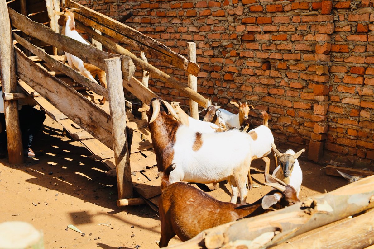 Mglsd_UG's tweet photo. Hon. Jacqueline Mbabazi,  Minister of State for Elderly Affairs is in Bunyoro region doing oversight monitoring of Government interventions that benefit the older citizens, including SAGE, Special Enterprise Grant for Older Persons and PDM. The cash transfers are transformative. https://t.co/Xii3G37HqW