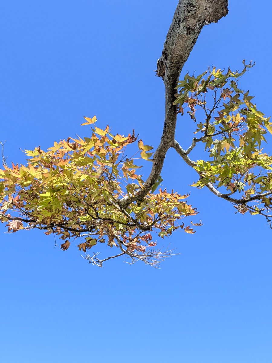 toshitaka3776's tweet photo. ちっと寄り道秋晴れ☀️

青空をバックに色づいて🍁
ます。

#イマソラ 
#紅葉🍁 https://t.co/VFzzvlImLf