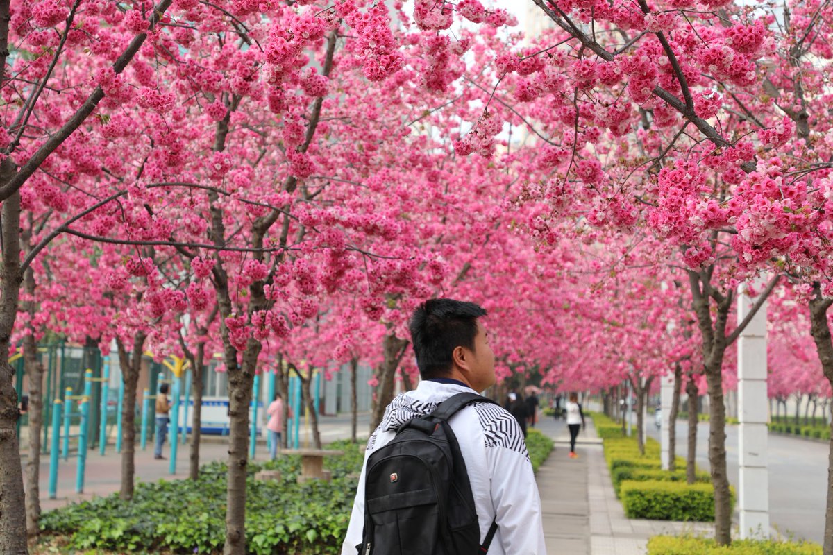 briav258189's tweet photo. Our campus photography club's monthly meetup is happening this Saturday! We'll explore the cherry blossom grove, share tips, and snap beautiful shots together. All skill levels are welcome—come join the fun! https://t.co/jHsqXUDlcL