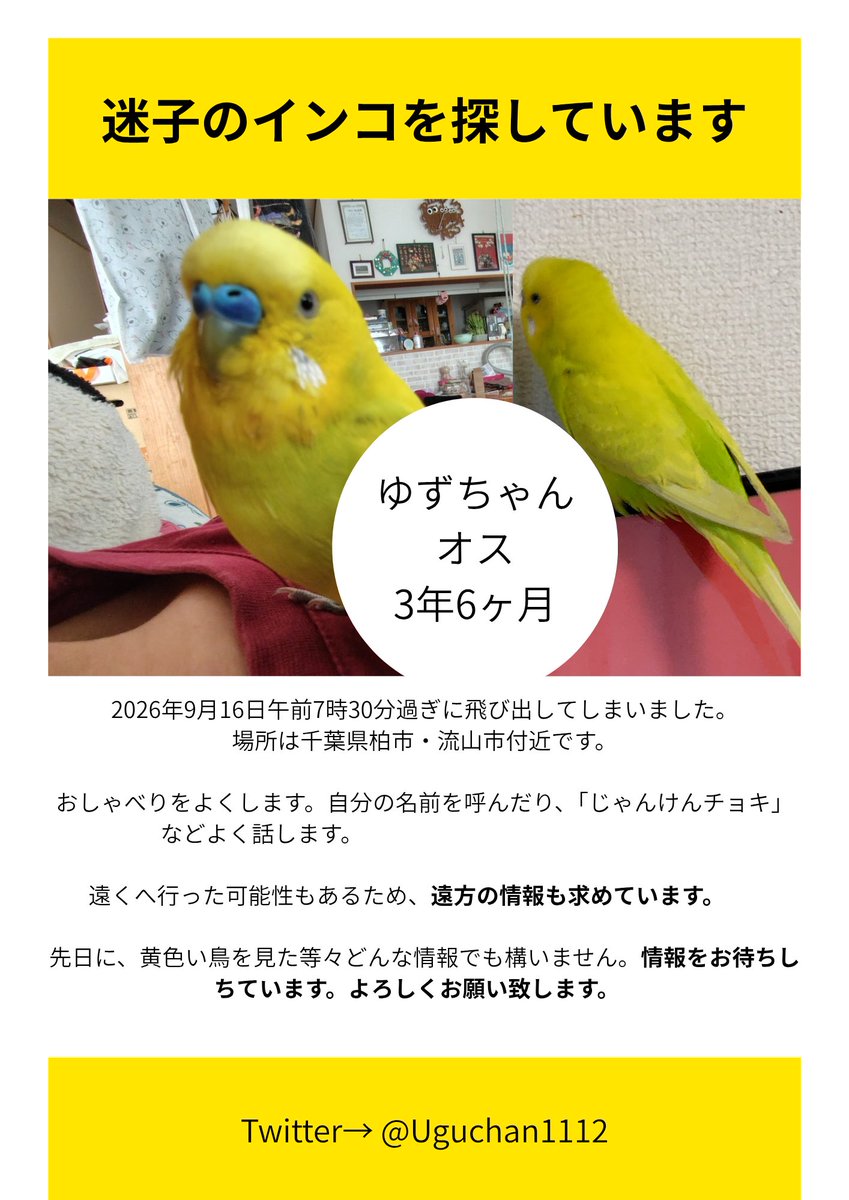Uguchan1112's tweet photo. 今日朝7時半過ぎにインコが逃げ出してしまいました。
特徴としては、

種類:セキセイインコ
   色  : 黄色と黄緑(ダブルファクター)
名前: ゆず
場所: 千葉県柏市・流山市付近
性別: オス
その他:人懐っこい 甘えん坊、おしゃべり好き  

情報お待ちしております。

 #迷子 #セキセイインコ https://t.co/10TcGbhj2E