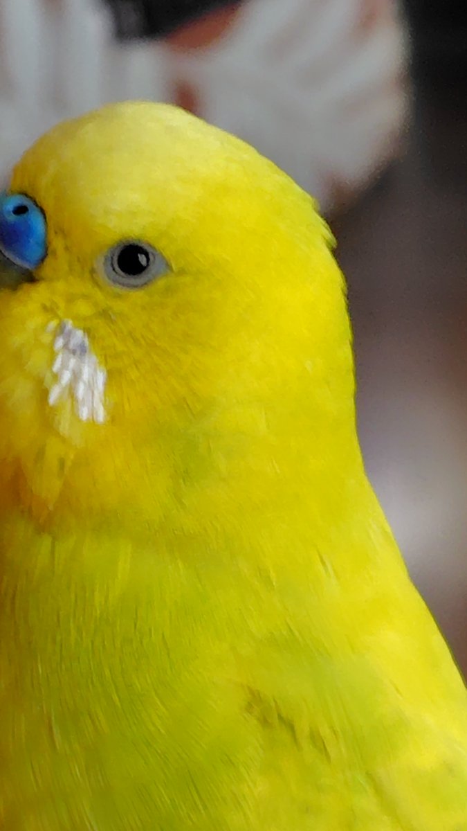 Uguchan1112's tweet photo. 今日朝7時半過ぎにインコが逃げ出してしまいました。
特徴としては、

種類:セキセイインコ
   色  : 黄色と黄緑(ダブルファクター)
名前: ゆず
場所: 千葉県柏市・流山市付近
性別: オス
その他:人懐っこい 甘えん坊、おしゃべり好き  

情報お待ちしております。

 #迷子 #セキセイインコ https://t.co/10TcGbhj2E