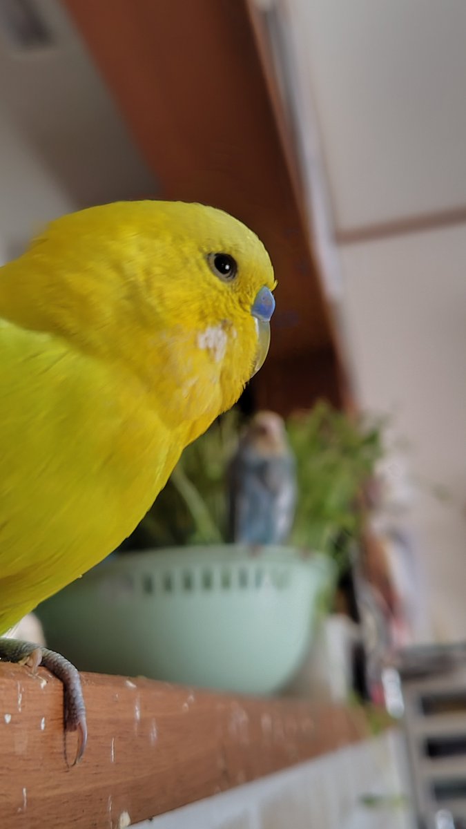 Uguchan1112's tweet photo. 今日朝7時半過ぎにインコが逃げ出してしまいました。
特徴としては、

種類:セキセイインコ
   色  : 黄色と黄緑(ダブルファクター)
名前: ゆず
場所: 千葉県柏市・流山市付近
性別: オス
その他:人懐っこい 甘えん坊、おしゃべり好き  

情報お待ちしております。

 #迷子 #セキセイインコ https://t.co/10TcGbhj2E