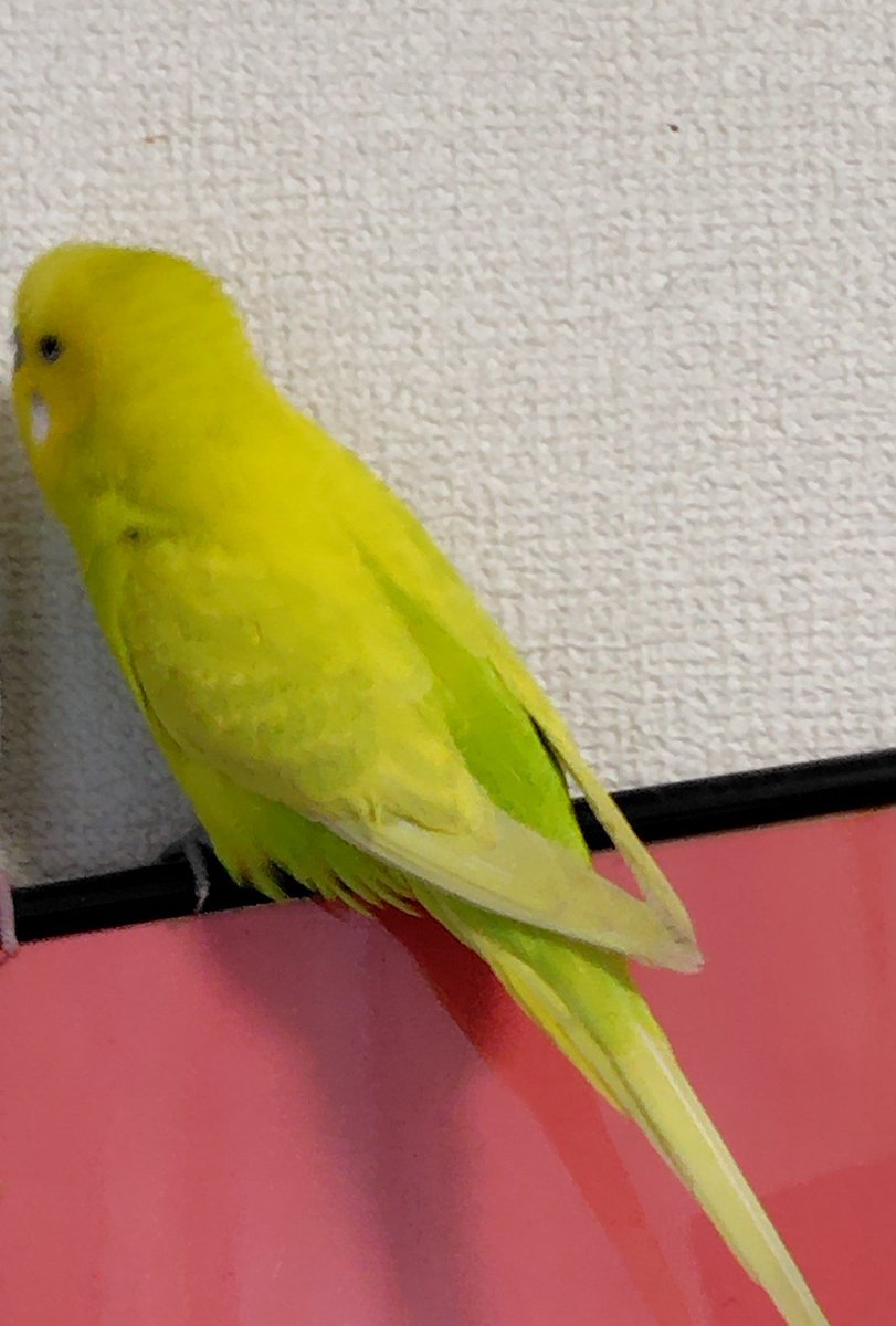 Uguchan1112's tweet photo. 今日朝7時半過ぎにインコが逃げ出してしまいました。
特徴としては、

種類:セキセイインコ
   色  : 黄色と黄緑(ダブルファクター)
名前: ゆず
場所: 千葉県柏市・流山市付近
性別: オス
その他:人懐っこい 甘えん坊、おしゃべり好き  

情報お待ちしております。

 #迷子 #セキセイインコ https://t.co/10TcGbhj2E