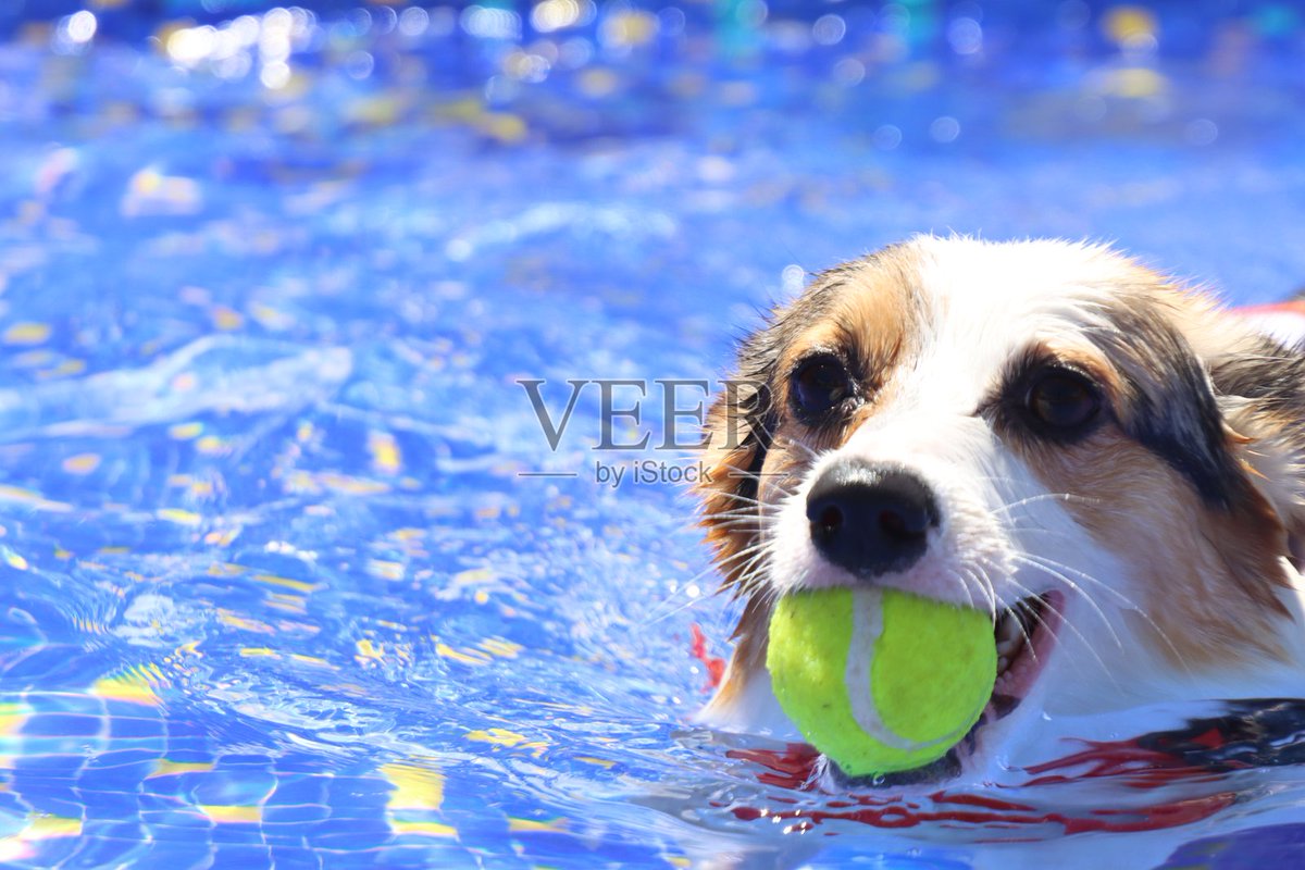 Marialex1310's tweet photo. My pup Luna hit her 6-month milestone today! From a wobbly tiny furball to zooming around fetching her tennis ball—watching her grow is the best joy ever  #PetGrowthJourney， https://t.co/YSMUnaELYT
