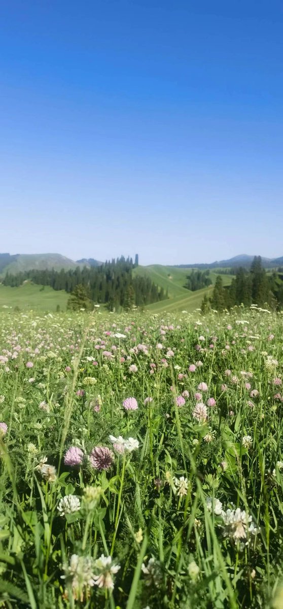HarriettRainier's tweet photo. Just wrapped up a 3-hour solo hike in the suburban hills! Fresh air, wild flowers and clear views—definitely reset my mood. , https://t.co/CcZumKTV0e