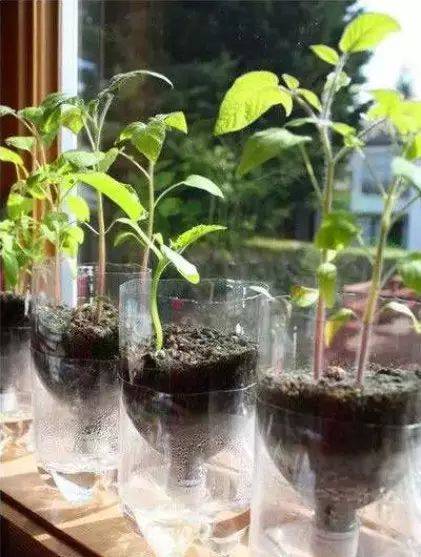 phm0925200's tweet photo. Transformamos botellas de plástico en macetas geniales para tu balcón ， https://t.co/5skZX8ivGU