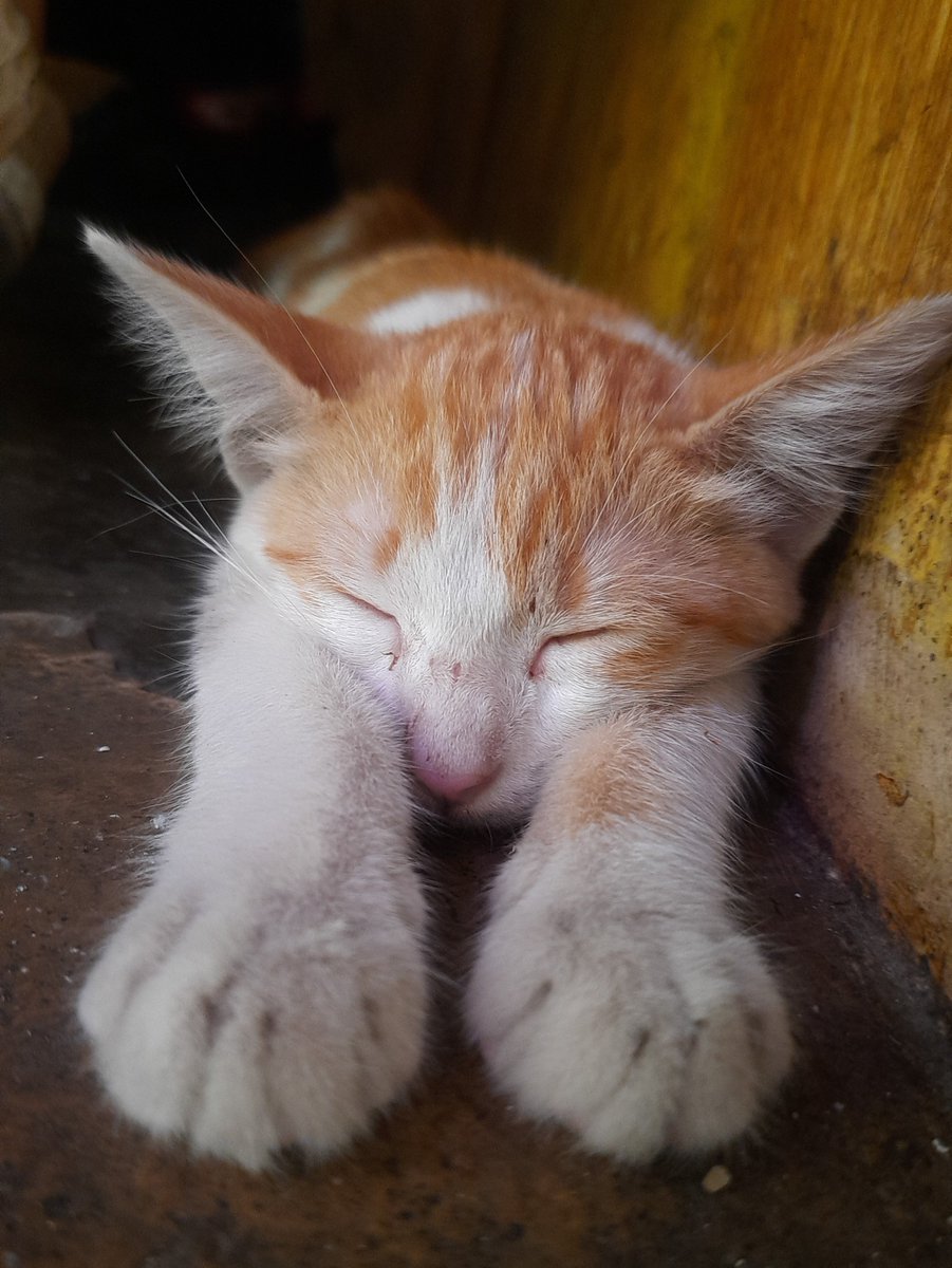 fibrinnayol's tweet photo. kucing corner bobo siang dulu https://t.co/E8KcLqcaMj
