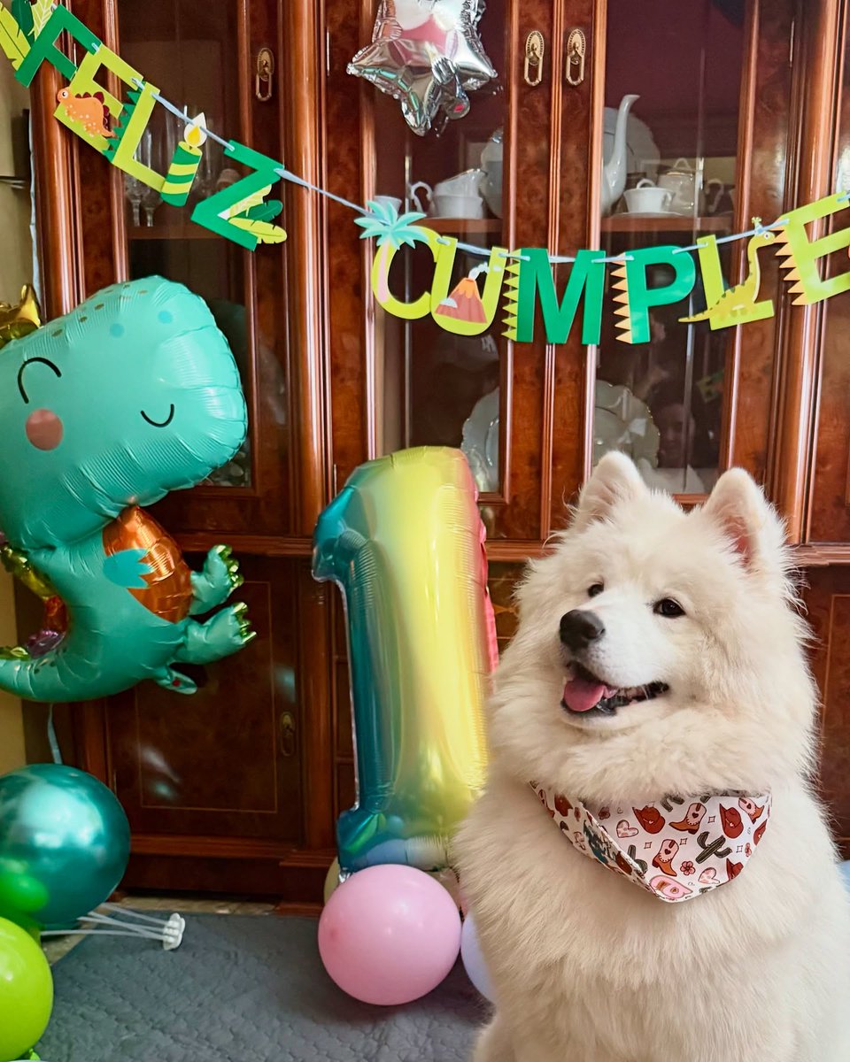 henrywalker55i5's tweet photo. Good morning, furry friends! Kira here, reporting in professional birthday mode. Today I turned one—an entire year of being fluffy and adorable 24/7! My home exploded with balloons, colors, and gifts. There were literally more balloons than room to https://t.co/FhxFVUteGj