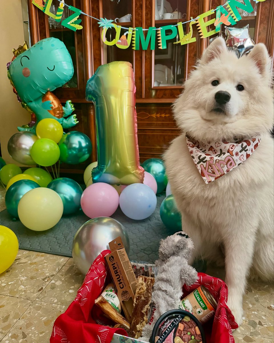 henrywalker55i5's tweet photo. Good morning, furry friends! Kira here, reporting in professional birthday mode. Today I turned one—an entire year of being fluffy and adorable 24/7! My home exploded with balloons, colors, and gifts. There were literally more balloons than room to https://t.co/FhxFVUteGj