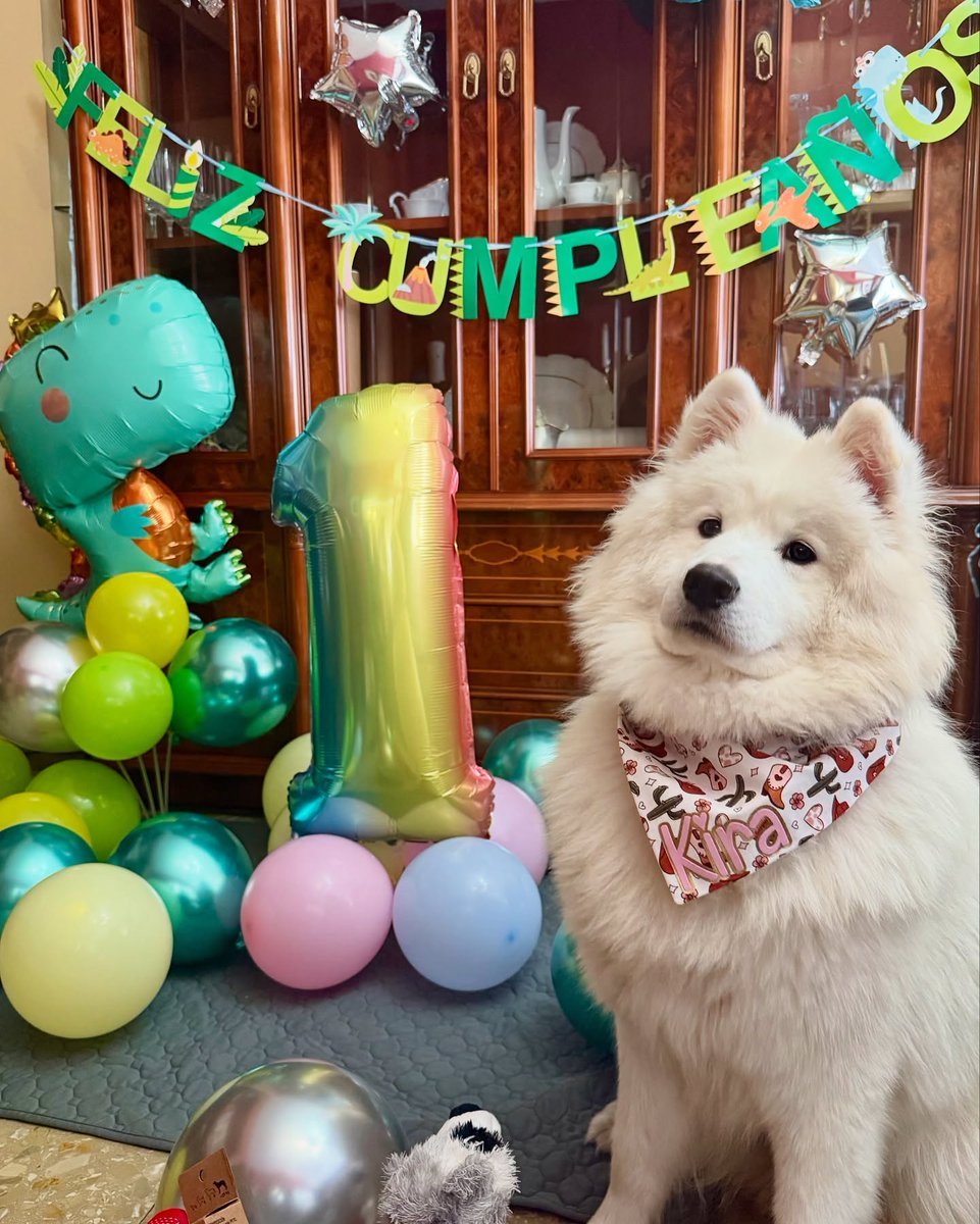 henrywalker55i5's tweet photo. Good morning, furry friends! Kira here, reporting in professional birthday mode. Today I turned one—an entire year of being fluffy and adorable 24/7! My home exploded with balloons, colors, and gifts. There were literally more balloons than room to https://t.co/FhxFVUteGj