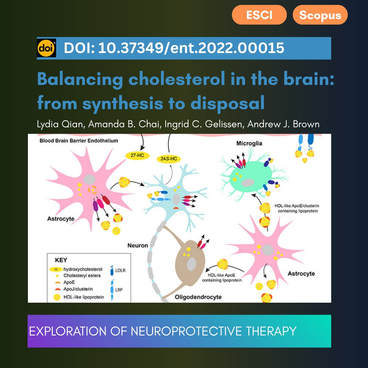 ExplorNeuroprot's tweet photo. π₯ Most-downloaded Review in Exploration of Neuroprotective Therapy
π§ Balancing cholesterol in the brain: from synthesis to disposal
π https://t.co/Rji026dgMf
#Brain #CholesterolSynthesis #CholesterolDisposal #Oxysterols #Aapolipoproteins #NeurologicalDiseases #Neuroscience https://t.co/PvvGXpnUdx