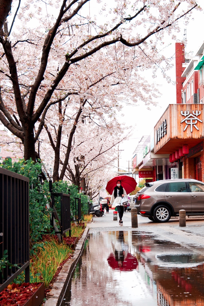 aliat617051's tweet photo. Just spent 3 magical hours wandering the ancient alleys of Kyoto, with cherry petals dancing in the breeze and matcha latte that tastes like spring in a cup. Pure joy!， https://t.co/meiZEnw5XK