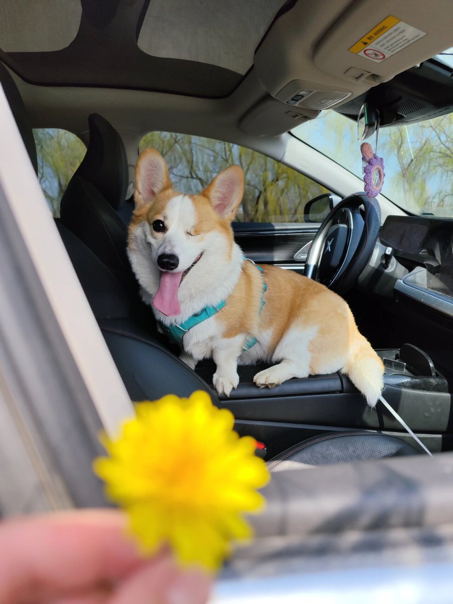 silkm288047's tweet photo. Just in time for our pup’s 1st barkday  Watching him go from a wobbly peanut to our cuddly chaos gremlin in 365 days Priceless. https://t.co/qlnVEpTFKL