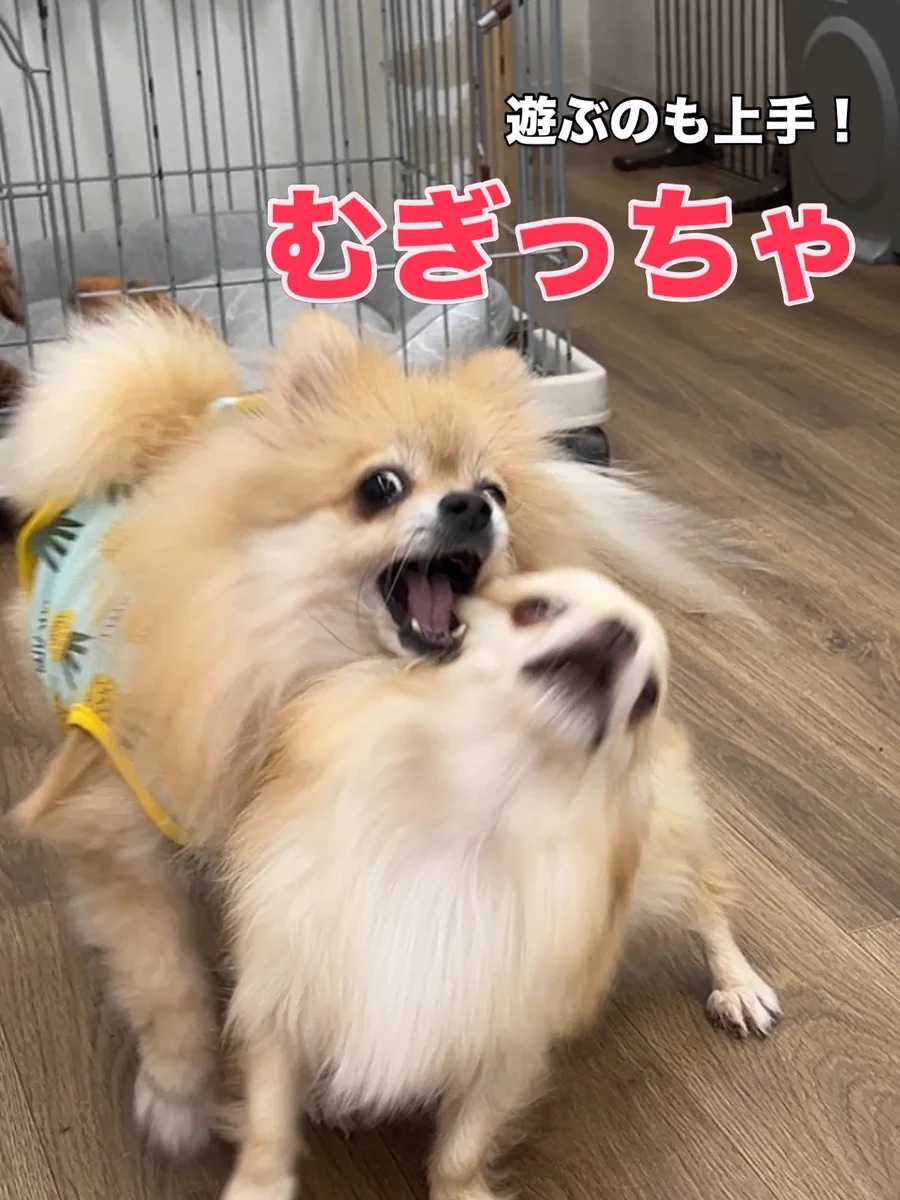 保護犬カフェ®︎寺田町店(ラブファイブ) on X: 