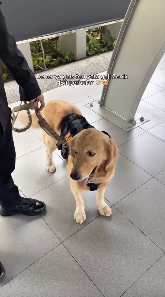 insidefolkative's tweet photo. Akun Instagram, saraelters, membagikan video anjing K-9 bernama Zenix yang bertugas di kawasan SCBD, Jakarta.

Dalam video tersebut, Zenix disebut memiliki “gaji” hingga Rp15 juta per bulan. Unggahan itu pun mencuri perhatian warganet karena nominal yang disebut untuk seekor anjing K-9 tersebut. 😭
