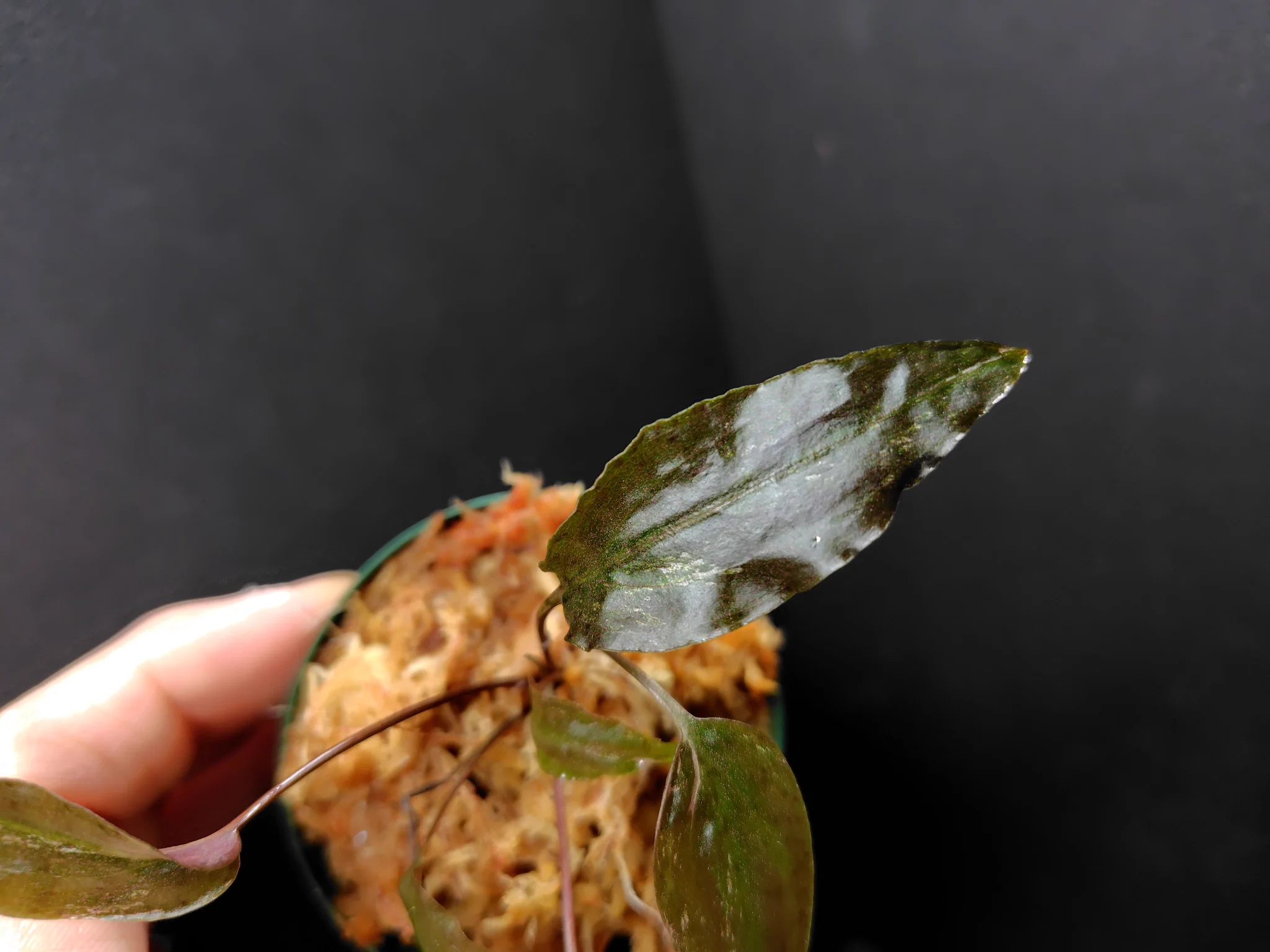 Cryptocoryne grabowskii \