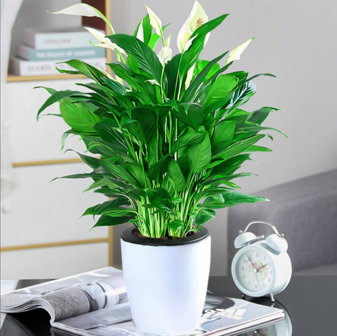 briaf181547's tweet photo. [Pro tip for your pothos! Rotate it weekly for even sunlight, and wait until the top 2 inches of soil dry before watering—your vine will thrive happily!  #PlantCare]， https://t.co/r4yIefuNpp