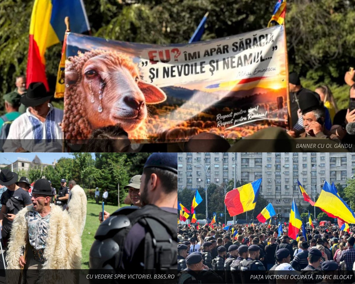 MarieInRomania's tweet photo. La București, sute de crescători de animale din România își prezintă revendicările în fața guvernului. Blocarea exporturilor de ovine și prețuri prea mici: al doilea producător de ovine din UE solicită soluții concrete pentru ferme. #Romania #Oieri #Fermieri https://t.co/ibiTIiIQ4G