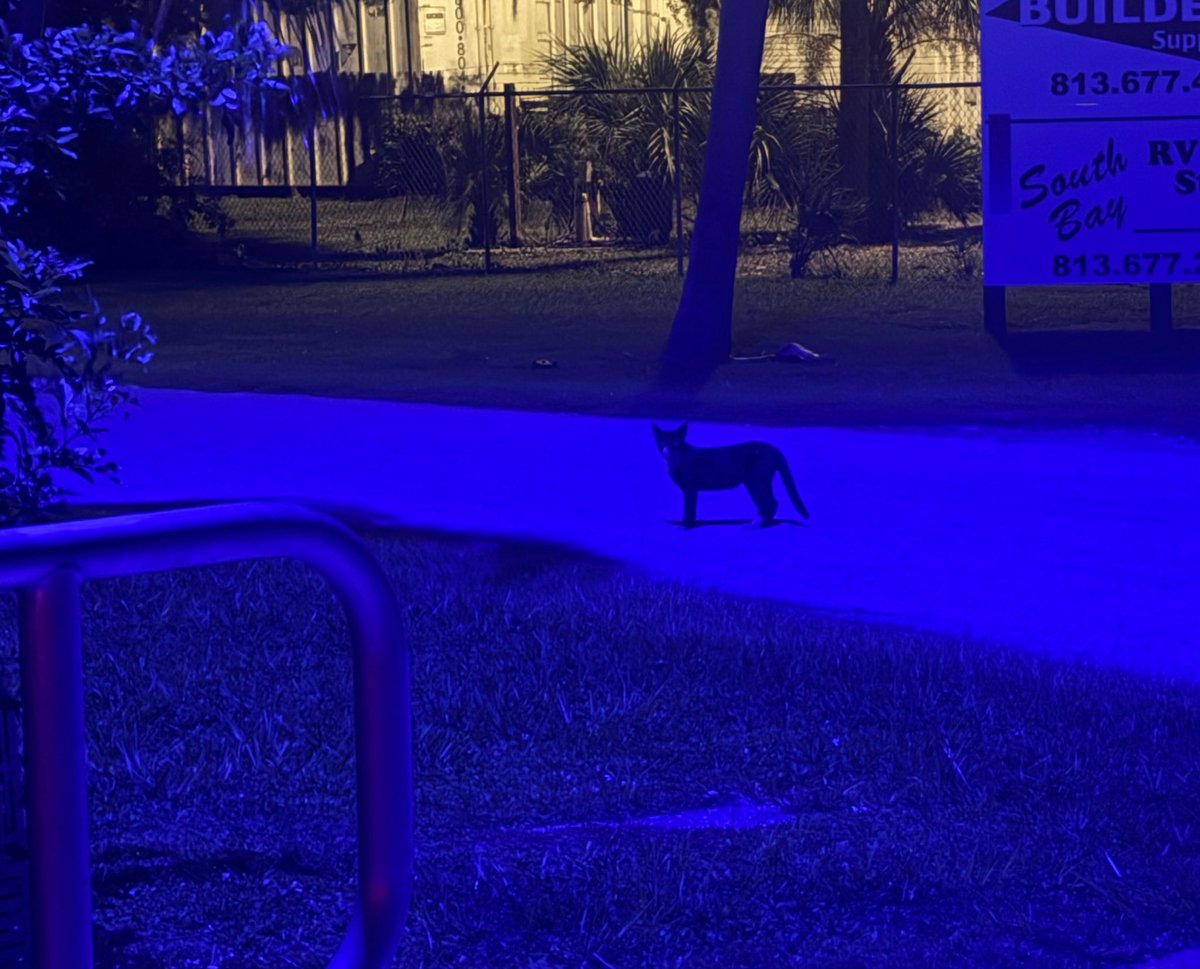 jacqsantana's tweet photo. É a segunda vez que eu vejo esse gatinho quando saio do trabalho. Se aparecer a terceira seria um sinal para eu pegar pra mim🤔🤔 https://t.co/jivut4tOTf