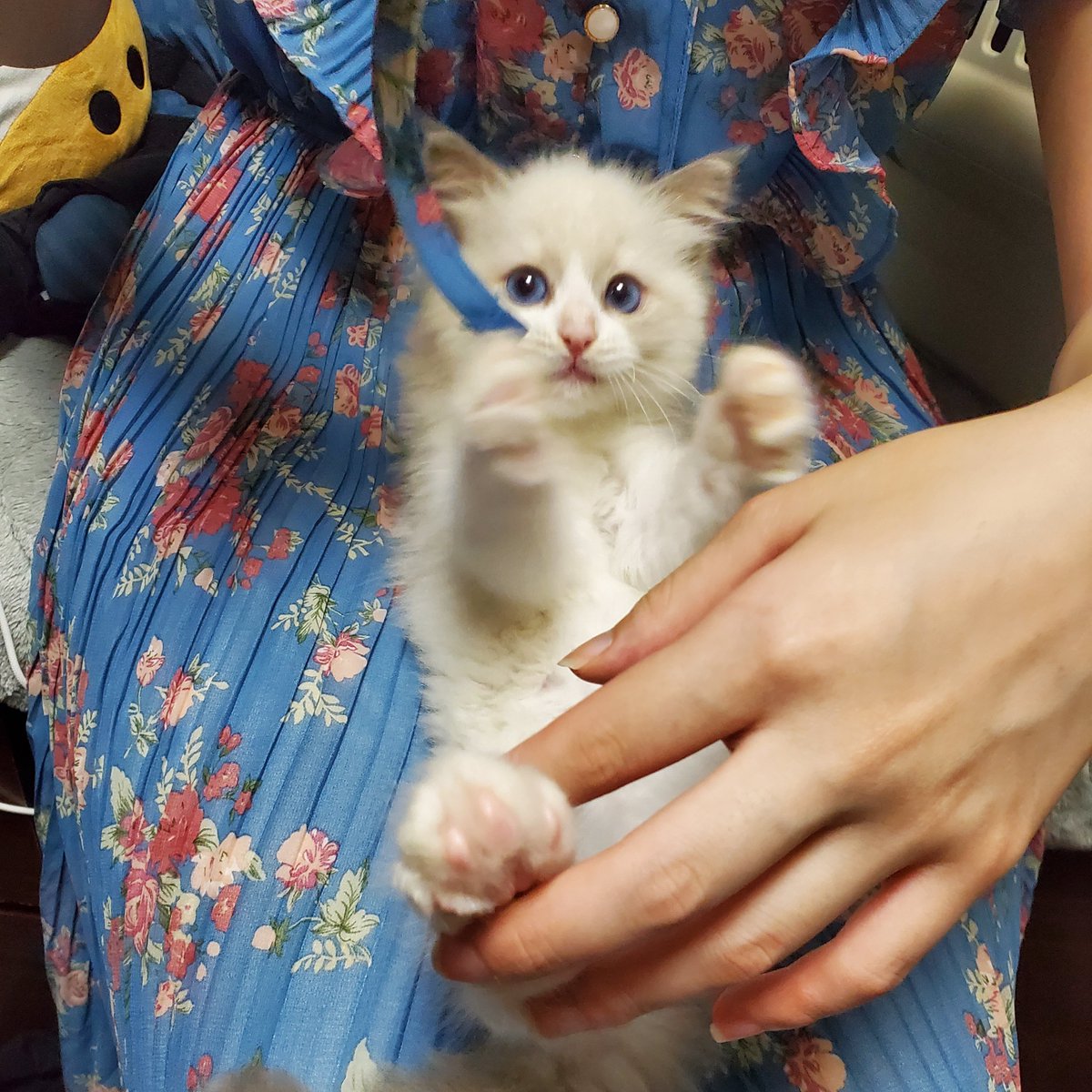 shion_Ragdoll's tweet photo. お迎え時のしーぽんホンマに可愛い〜😭😭😭 https://t.co/GkUJqrQ4Wn