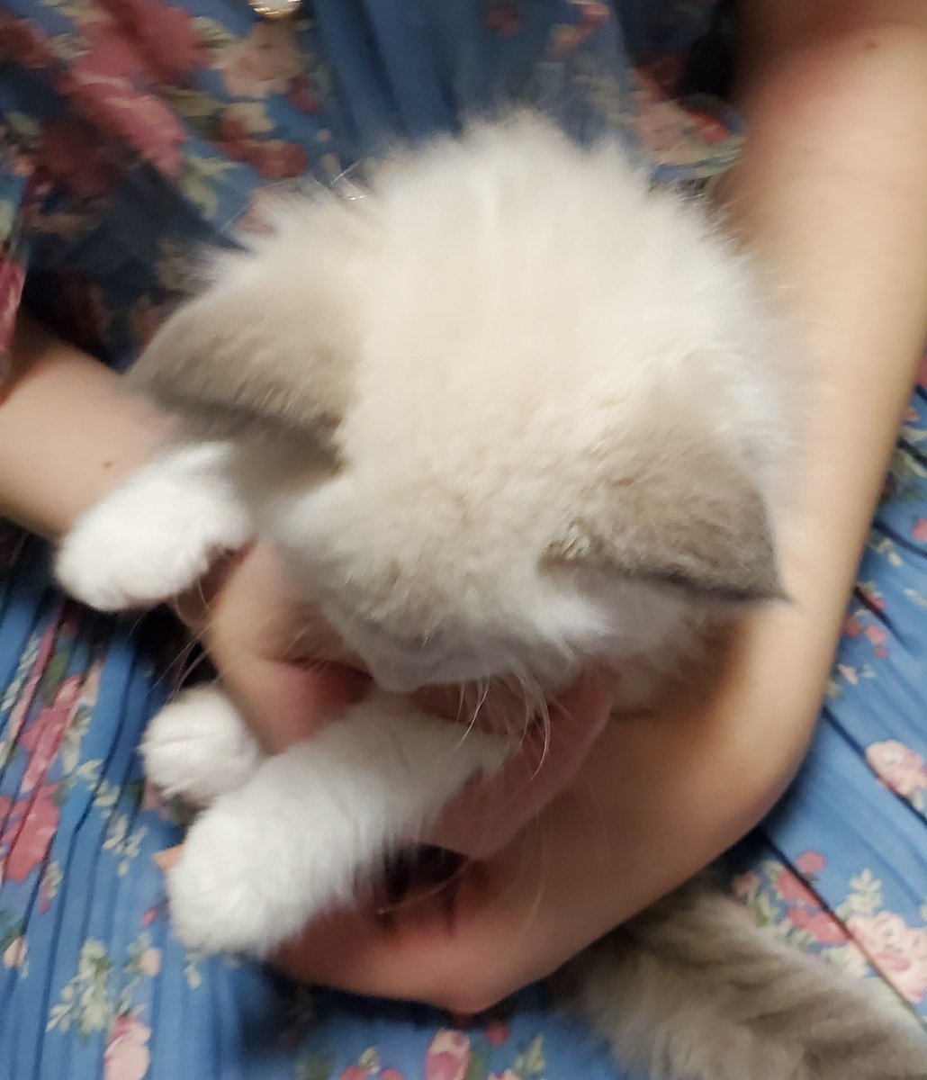 shion_Ragdoll's tweet photo. お迎え時のしーぽんホンマに可愛い〜😭😭😭 https://t.co/GkUJqrQ4Wn