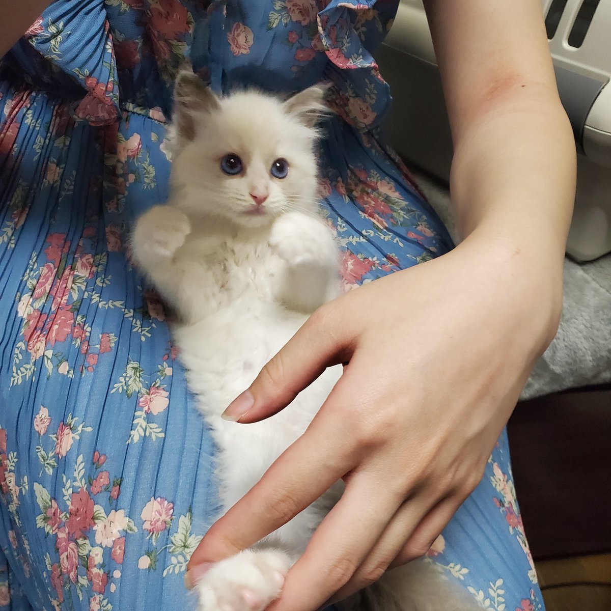 shion_Ragdoll's tweet photo. お迎え時のしーぽんホンマに可愛い〜😭😭😭 https://t.co/GkUJqrQ4Wn