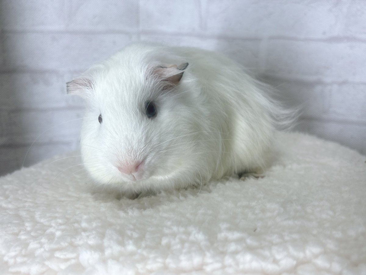 1423rat's tweet photo. 撫でてる間ぷいぷいおしゃべりが止まらないシェルティくん₍ᵔ·༝·ᵔ���

ふわふわな触り心地です☁

お迎え、お問い合わせお待ちしております…💭

#モルモット販売
#シェルティモルモット
#アクアリウムバス 
#アクバス https://t.co/CZxbJMoClI