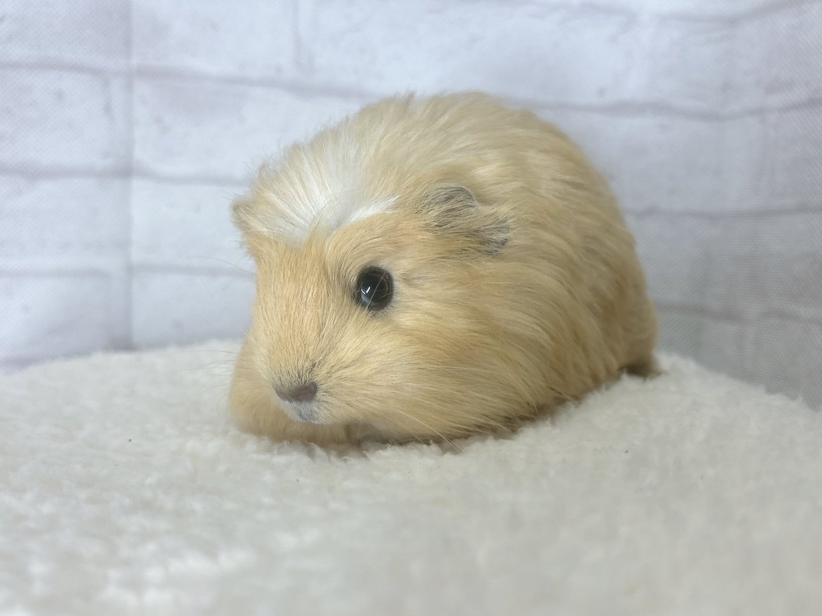 1423rat's tweet photo. さらつやな触り心地のコロネット₍ᵔ·༝·ᵔ₎

まだびびりで逃げちゃうときはあるけど抱っこ中や撫でられ中は大人しい子です☺️

お迎え、お問い合わせお待ちしております…💭

#モルモット販売 
#コロネットモルモット
#アクアリウムバス 
#アクバス https://t.co/jxOxEKDA6h