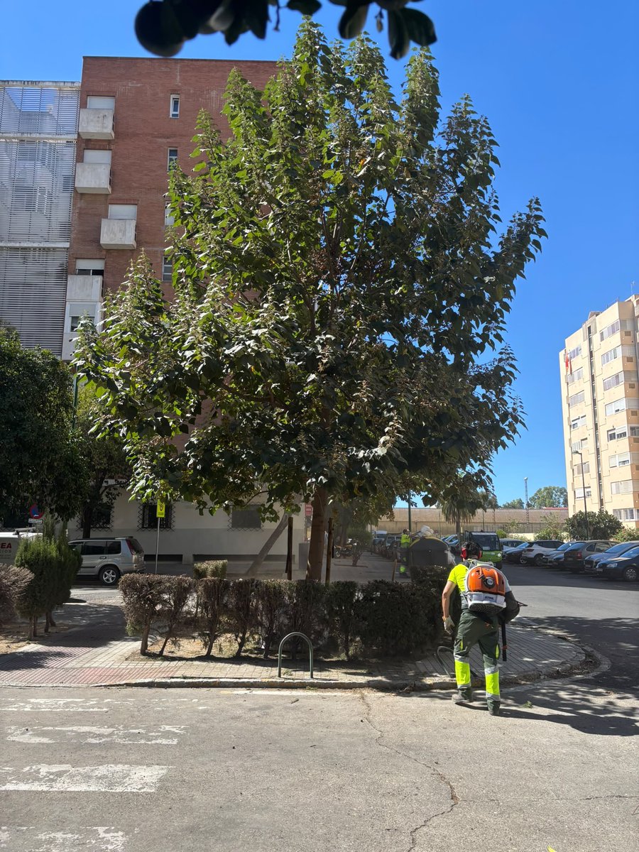 Dto_Sur's tweet photo. El equipo de Parques y Jardines continúa con los trabajos de riego, poda y mantenimiento del arbolado en el Distrito Sur 🌳💧 Cuidamos nuestras calles y espacios verdes cada día. #DistritoSur #SevillaEstáEnMarcha https://t.co/6VZKzjTFz0