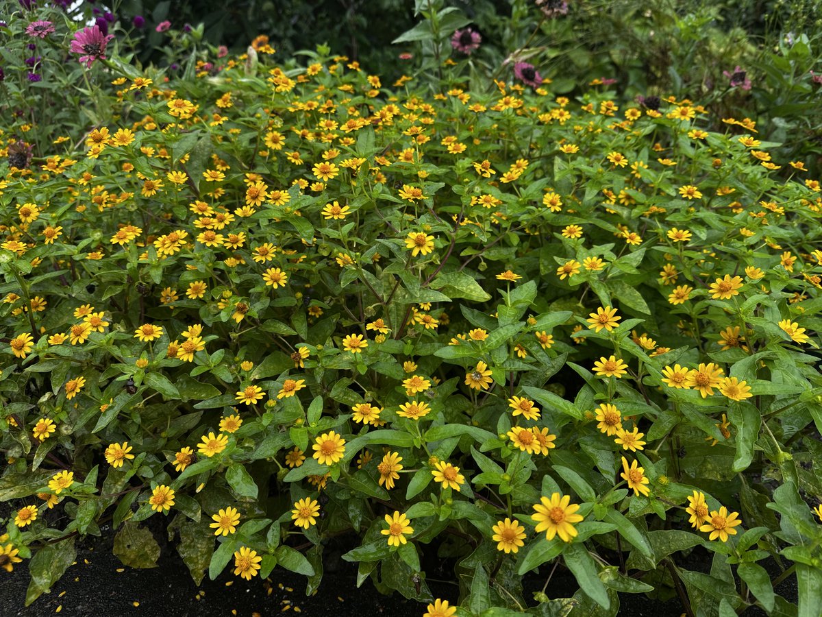 iriesgk's tweet photo. 連日の雨で足元が悪い中ですが、入江交流館のミニ花壇には花が鮮やかに咲き、ご来館者の皆様をお迎えしています。 https://t.co/y8iwxXgxoh
