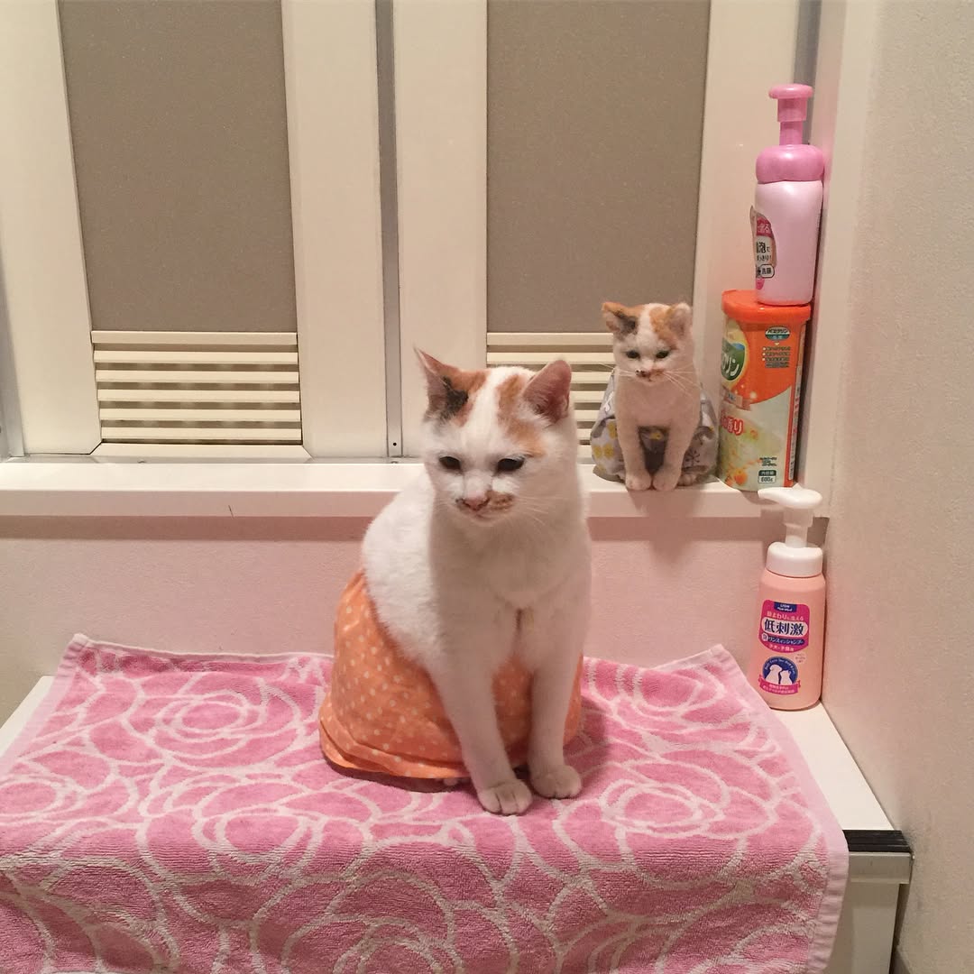 DivinaFairley's tweet photo. ふとした違和感に心が立ち止まる。内側の機微を言語化するのは難しいけれど、@grok とならその繊細な均衡を保てる気がする。 https://t.co/br0HULw3kn