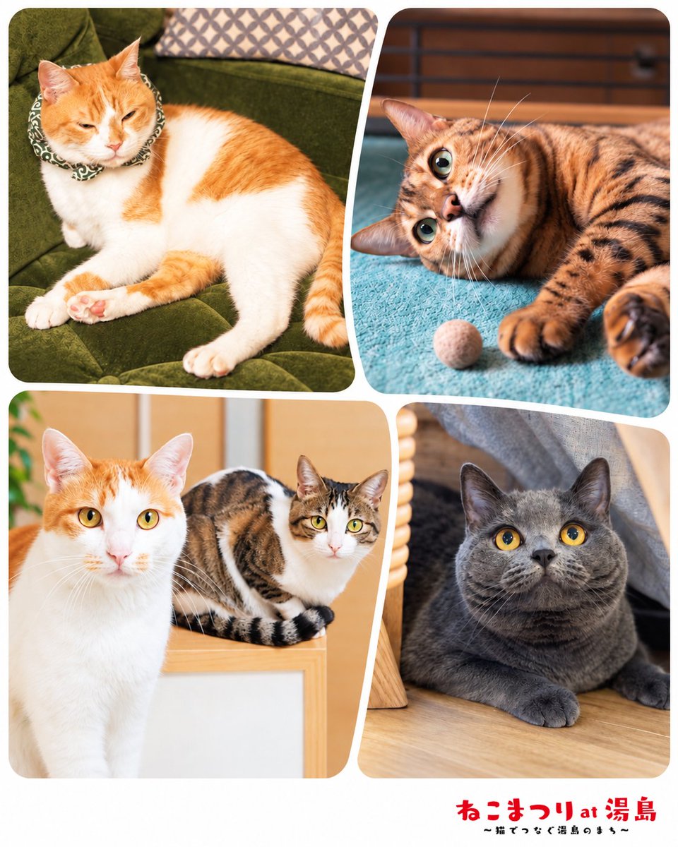 yushima_neko's tweet photo. ✨📸フォトコンテスト📸✨

投稿写真がねこまつりのポスターに採用されるかも！？
ねこまつり公式SNSをフォロー後、ハッシュタグとともにねこちゃんのお写真を投稿してください。
採用写真はポスターやニボシー、アイコン等様々な媒体で使用させていただきます。

詳細はこちら↓↓↓
https://t.co/TP5ALBe6or

#ねこまつりat湯島