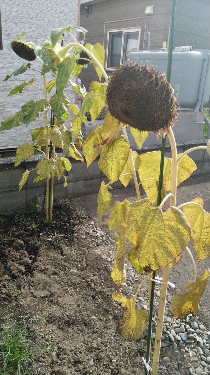 BowlesHorehound's tweet photo. ひまわりはまた来年。
あと境界のブロックの穴に植えてたコスモスも
 #ボニキの園芸 https://t.co/OHmJGEHisb