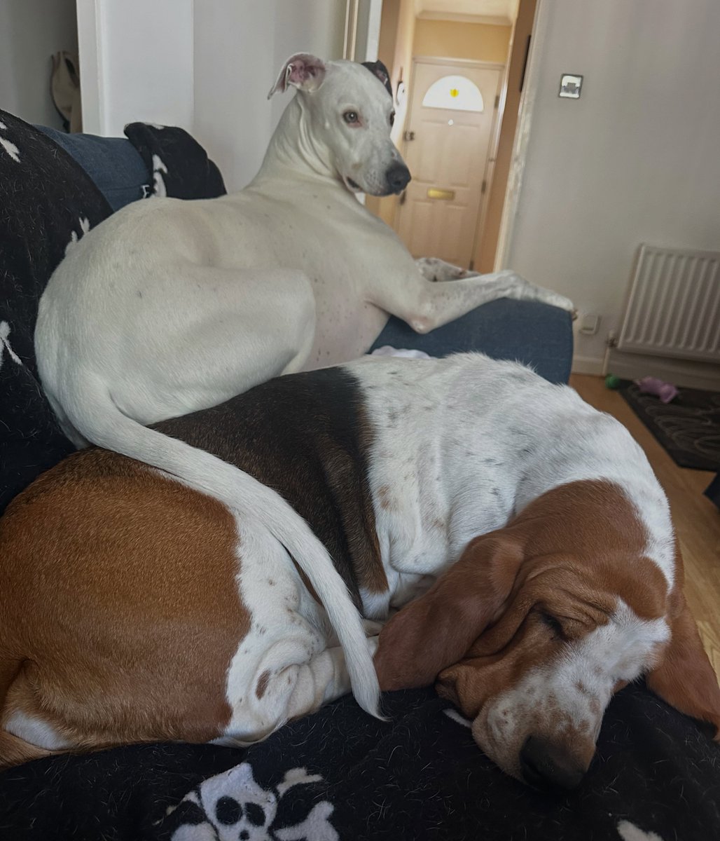 JanellaJes's tweet photo. Photo by Phoebe on July 09, 2026. May be an image of bull terrier and text. https://t.co/HiZ0NUGl9Q
