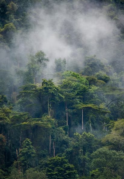 gatsiosafariz's tweet photo. Step deep into the misty forests of Bwindi, following ancient trails through towering trees,lush greenery until you come face-to-face with a mountain gorilla family.🦍🇺🇬
Then trade the trails for the calm waters of Lake Bunyonyi surrounded by rolling hills &amp; breathtaking islands. https://t.co/frn5cnrOQI