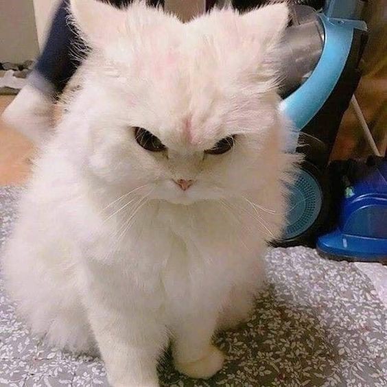 nocontextscats tweet picture