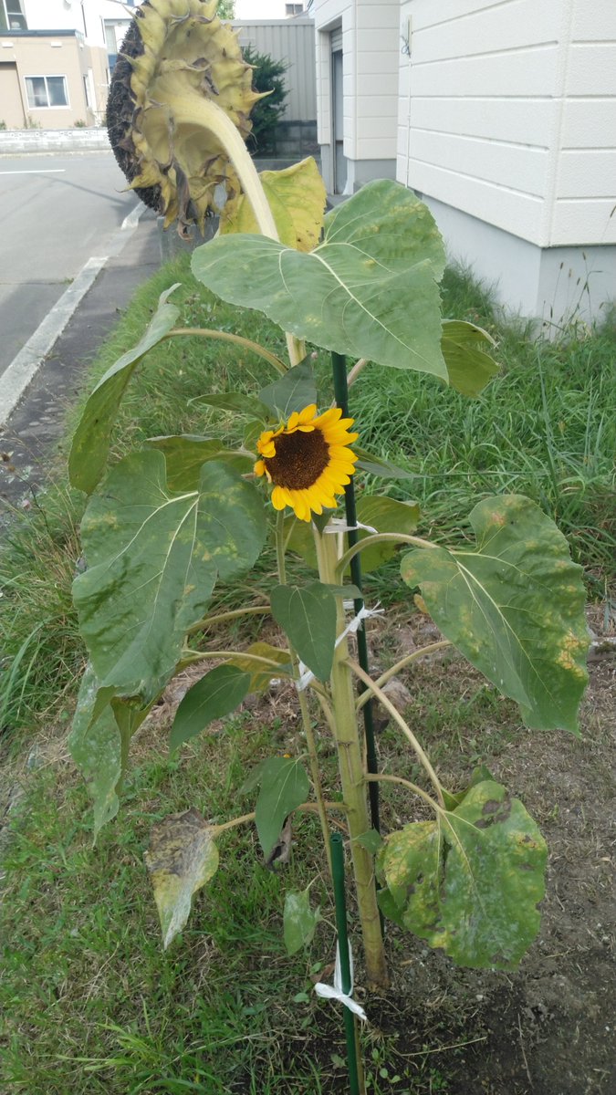 BowlesHorehound's tweet photo. ひまわりはまた来年。
あと境界のブロックの穴に植えてたコスモスも
 #ボニキの園芸 https://t.co/OHmJGEHisb