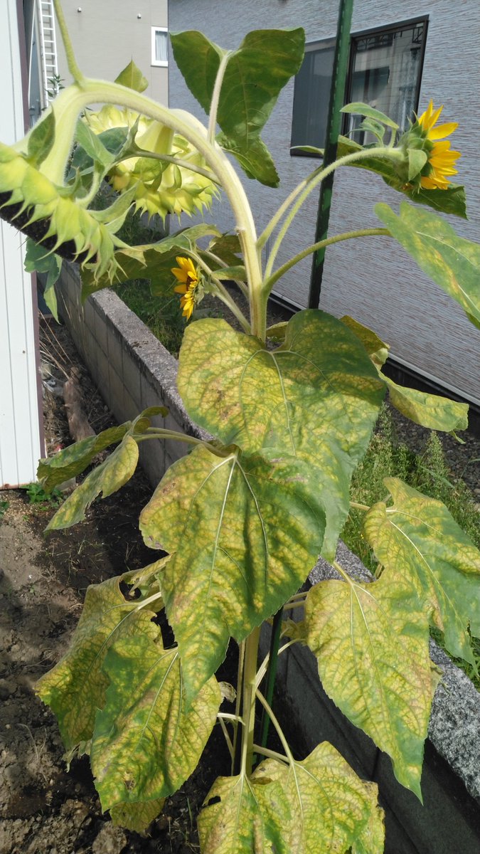 BowlesHorehound's tweet photo. ひまわりはまた来年。
あと境界のブロックの穴に植えてたコスモスも
 #ボニキの園芸 https://t.co/OHmJGEHisb