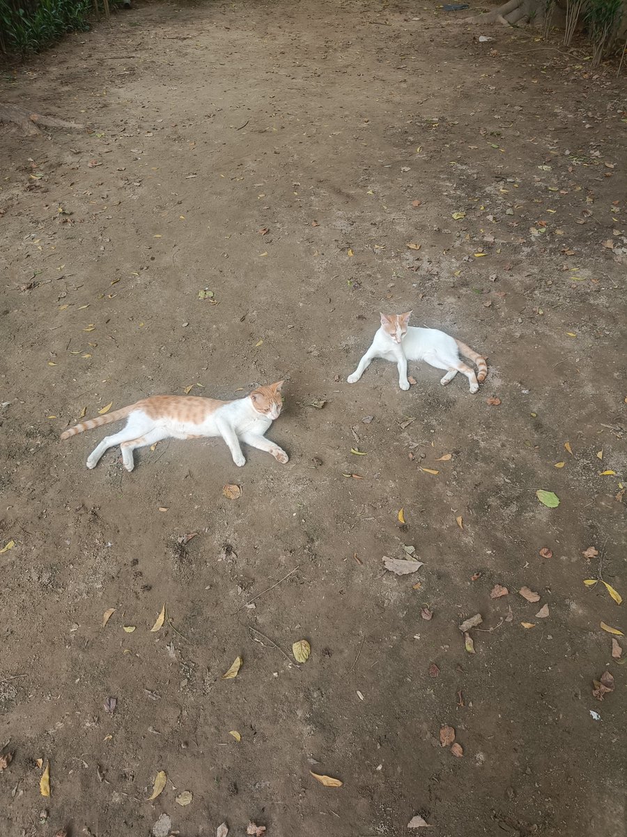 muchmuch374's tweet photo. @AparnaKarthi Kalakand and Burfi, my orange cats. I cannot imagine a day without them! They are stays and are being looked after by my son, the guards and me! https://t.co/rgLS4Oagwe