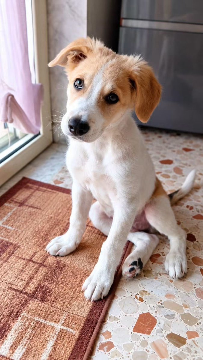 GretaFanti's tweet photo. 🚨EMERGENZA ADOZIONE! Scott, 4 mesi (futura tg media, 25kg), è stato adottato e RIPORTATO in canile dopo 1 MESE. Ha il cuore spezzato. Sano, vaccinato e microchippato. Si trova a #Caserta ma arriva in #Centro/#Nord.📲Solo WhatsApp: 3483225213 CONDIVIDETE! RT🔄
#SosCani
#adopt https://t.co/lZM4k3hGCI