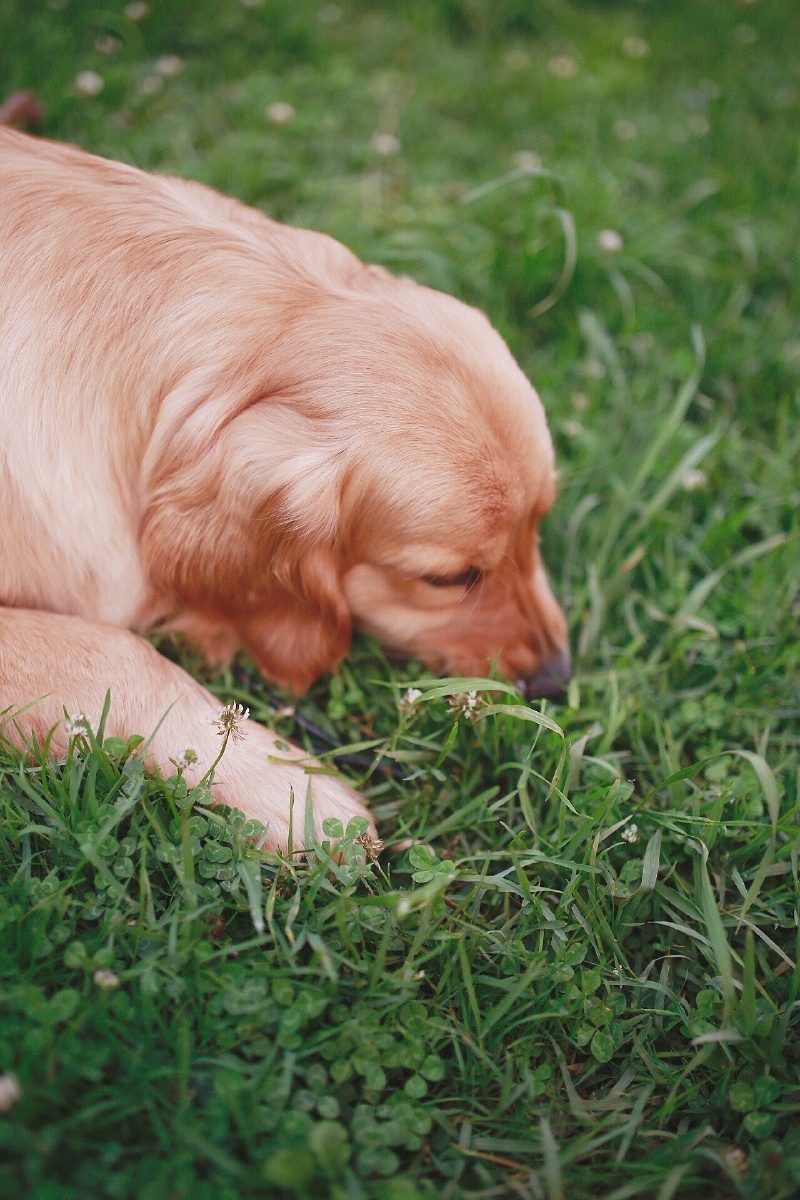 bugcj112639's tweet photo. Found my new co-pilot for weekend walks  This little golden furball turns every ordinary afternoon into something magical. Who’s your favorite sidekick https://t.co/YlecYGPRQY