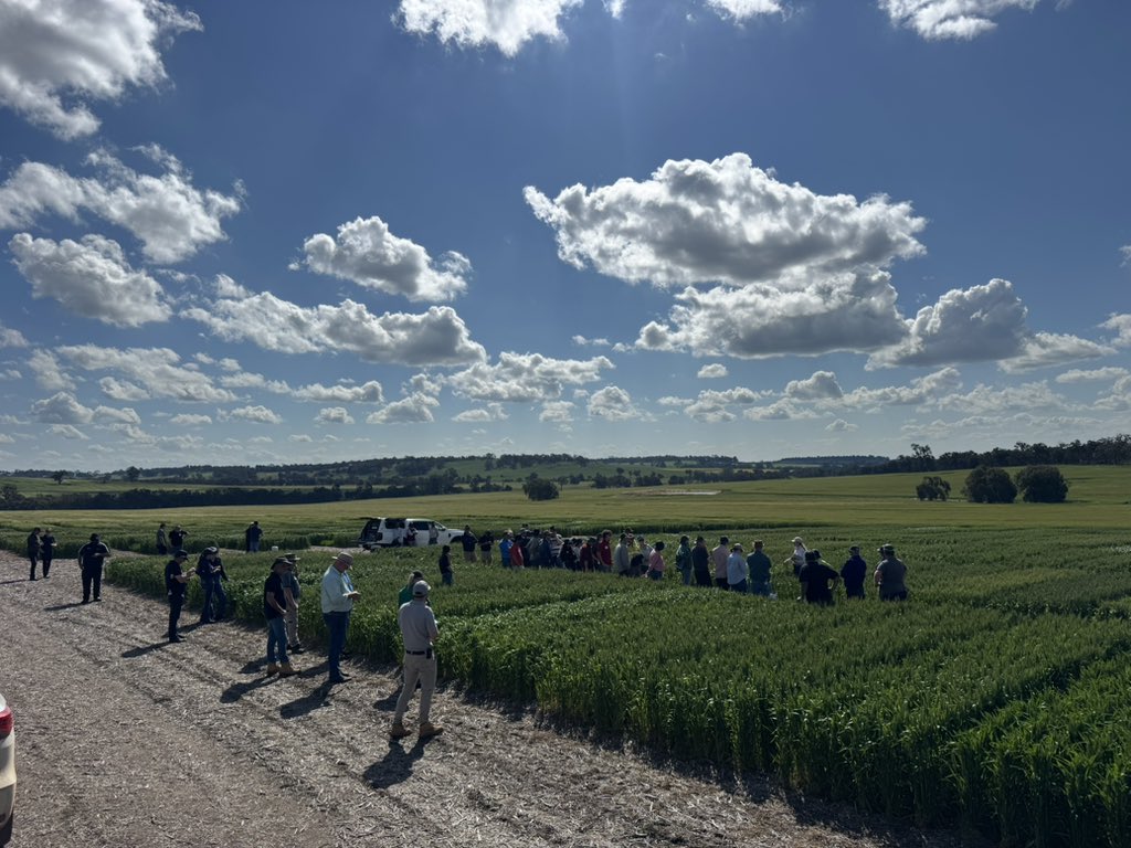 DirtSouthern's tweet photo. Always a crowd favourite 🌾
The Kojonup Cereal NVT, with Floyd Sullivan &amp; Dion Bennett from AGT and Georgia Trainor from InterGrain taking growers through the plots.
#SouthernDirt #NVT #Cereals #WAAg https://t.co/4yGAYy3KX7