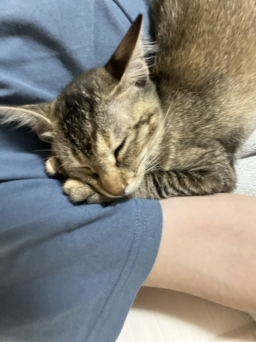 yapitamQ's tweet photo. すみません部長。
猫が可愛すぎて動けないので
本日仕事休みます。

#猫のいる生活 https://t.co/jXCuHtukJZ