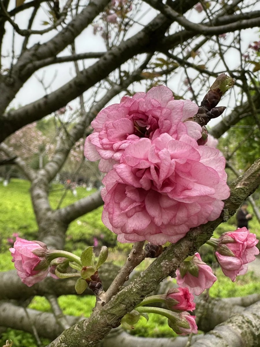 berri284807's tweet photo. Warm sunshine, blooming cherry blossoms, and a gentle breeze—spring is here to wrap us in pure joy! ， https://t.co/Fq9rcsFmCb