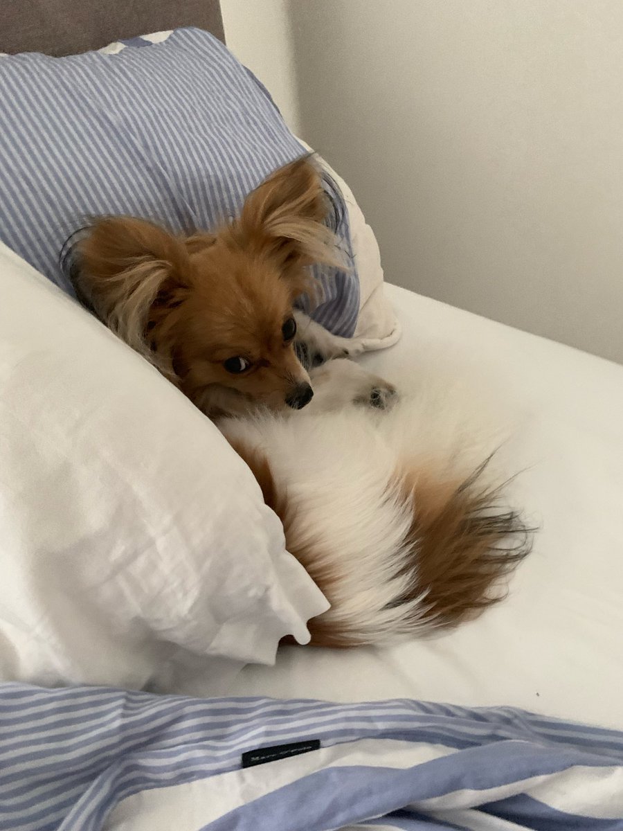 Papillon_fan's tweet photo. Good morning Papillon people 🦋🐶☀️

We decided to make $PAPILLON a charity coin. ❤️

50% of creator rewards go directly to Dog Days Search &amp; Rescue 🐾

The other 50% will be used to grow $PAPILLON: marketing, listings &amp; more.

Cute dogs, a community &amp; a good cause. 🤍 https://t.co/PKEn8tB6Pw