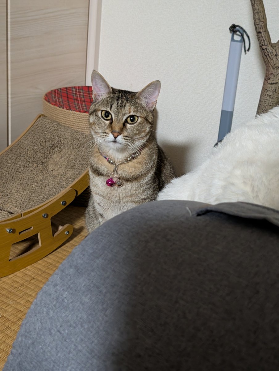 417yumiC's tweet photo. @mocarin1227 ミル♀🐈️が
もちこちゃんと同じキジトラで
めっちゃツンデレです(⁠◕⁠ᴗ⁠◕⁠✿⁠)(笑) https://t.co/DPeMKuEvlG