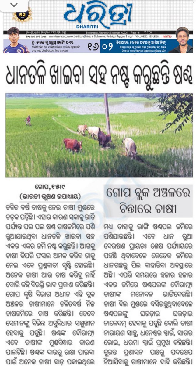 Santosh88512716's tweet photo. ଗୋପ ବ୍ଲକ୍ ଅଞ୍ଚଳରେ ଚିନ୍ତା ରେ ଚାଷୀ,ଧାନ ତଳି ଖାଇବା ସହ ନଷ୍ଟ କରୁଛନ୍ତି ଷଣ୍ଢ । @dm_puri @Coop_Odisha  @MohanMOdisha @CMO_Odisha @PravatiPOdisha @krushibibhag @JanaSunani @OfficialTeamATA @GokulanandaBJP @PuriCdvo 🙏 https://t.co/7G5HCj5cPf